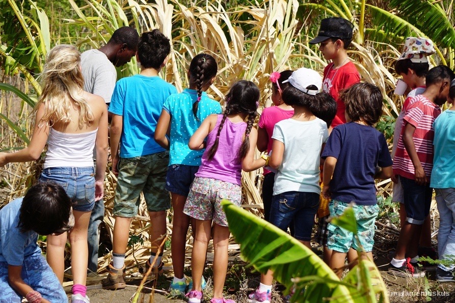 Kids are fascinated by the way the sugarcane grows and by the sweet taste.