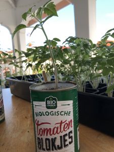 Tomatoes grow in a can